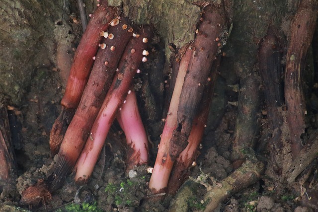 Czy można wlać Amol do dyfuzora? Czy można wlać Amol do dyfuzora?