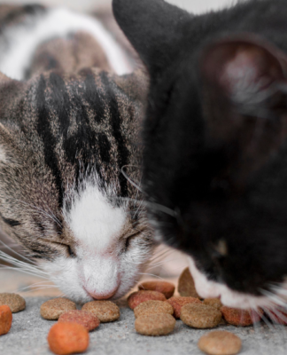 Sucha karma dla kota w domu wielokotowym