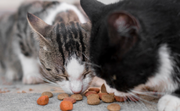 Sucha karma dla kota w domu wielokotowym